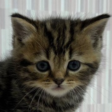スコティッシュフォールド(立ち耳)【千葉県・男の子・2023年11月14日・ブラウンタビー（ショートヘア）】の写真「可愛いお顔の立ち耳君！」