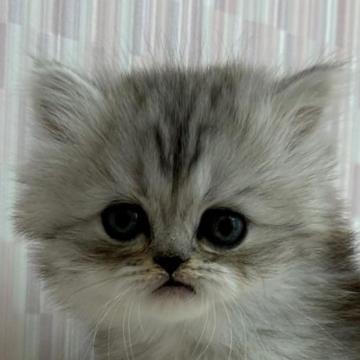 ミヌエット【千葉県・男の子・2022年11月24日・シェーテッドシルバー（ロングヘア）】の写真「癒し系の男の子です！」