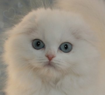 スコティッシュフォールド【千葉県・女の子・2013年9月9日・ホワイト（ロングヘア）】の写真「純白のお姫様！」