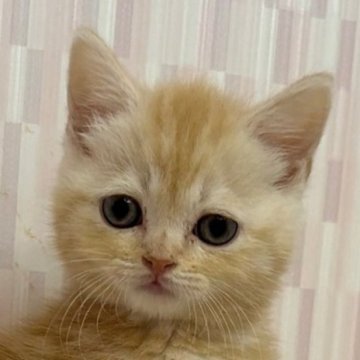 スコティッシュフォールド【千葉県・男の子・2023年3月13日・レッドタビー（ショートヘア）】の写真「チャトラ柄ファンの方にオススメ！」