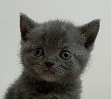 ブリティッシュショートヘア【千葉県・女の子・2020年7月22日・ブルー】の写真「パパはACCグランドチャンピオン!!」