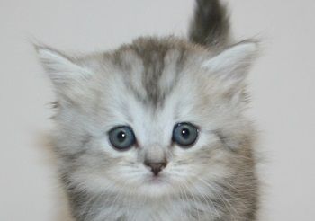 ミヌエット【千葉県・女の子・2018年10月3日・シルバーパッチドタビー（ロングヘア）】の写真「超・短足ちゃん!」