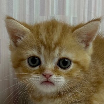 ミヌエット【千葉県・女の子・2024年3月8日・レッドタビー（ショートヘア）】の写真「チャトラ柄ファンの方にオススメ！」