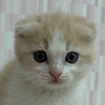 スコティッシュフォールド(折れ耳)【千葉県・男の子・2023年5月24日・クリームマッカレルタビー&ホワイト（ショートヘア）】の写真「折れ耳の美少年！」
