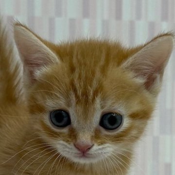 マンチカン【千葉県・女の子・2024年6月4日・レッドマッカレルタビー（ショートヘア）】の写真「短足の乙女ちゃん！」