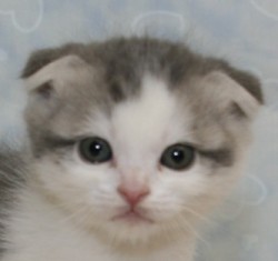 スコティッシュフォールド【千葉県・男の子・2013年3月17日・ブルータビー&ホワイト（ショートヘア）】の写真「」