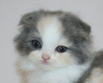 スコティッシュフォールド【千葉県・女の子・2019年9月22日・ダイリュートキャリコ（ロングヘア）】の写真「TV出演しました～！」