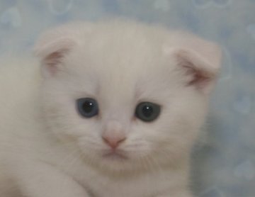 スコティッシュフォールド【千葉県・女の子・2014年5月14日・ホワイト（ショートヘア）】の写真「純白オッドアイのお姫様！」