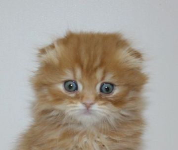 スコティッシュフォールド【千葉県・男の子・2019年11月16日・レッドタビー（ロングヘア）】の写真「ハイブリッド交配のスコちゃんです！」