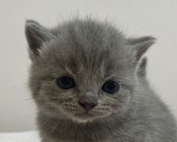 ブリティッシュショートヘア【千葉県・男の子・2020年7月22日・ブルー】の写真「パパはACCグランドチャンピオン!!」
