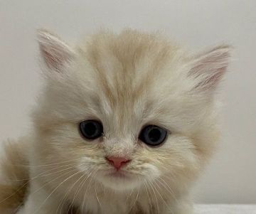 スコティッシュフォールド【千葉県・男の子・2021年6月4日・カメオタビー（ロングヘア）】の写真「ハイブリッド交配のスコちゃんです！」