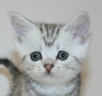 マンチカン(長足)【千葉県・男の子・2018年4月2日・シルバータビー（ショートヘア）】の写真「足長タイプの男の子です。」