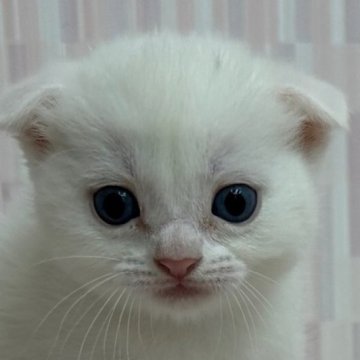 スコティッシュフォールド(折れ耳)【千葉県・男の子・2023年10月11日・ホワイト（ショートへア）】の写真「純白のイケニャン君です！」