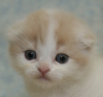 スコティッシュフォールド【千葉県・男の子・2014年9月8日・クリームタビー&ホワイト（ロングヘア）】の写真「丸顔で可愛い男の子！」