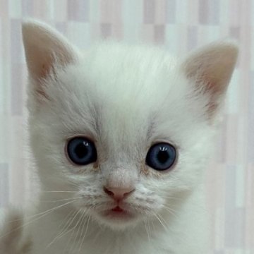 スコティッシュフォールド(立ち耳)【千葉県・男の子・2023年3月8日・ホワイト（ショートへア）】の写真「純白のイケニャン君‼」