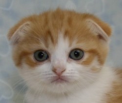 スコティッシュフォールド【千葉県・女の子・2013年9月9日・レッドタビー&ホワイト（ショートヘア）】の写真「只今、予約受付中！」