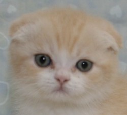 スコティッシュフォールド【千葉県・男の子・2013年9月18日・クリームタビー&ホワイト（ショートヘア）】の写真「折れ耳の美少年！」