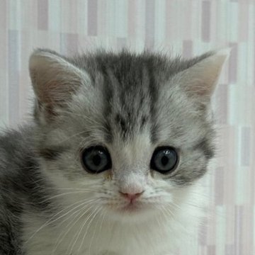 スコティッシュフォールド【千葉県・男の子・2023年11月30日・シルバータビー&ホワイト（ショートヘア）】の写真「ハイブリッド交配のスコちゃんです‼︎」