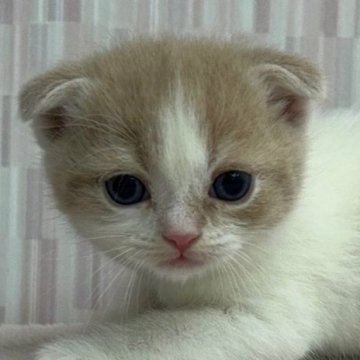 スコティッシュフォールド(折れ耳)【千葉県・男の子・2023年11月11日・クリームタビー&ホワイト（ショートヘア）】の写真「折れ耳の美少年‼︎」