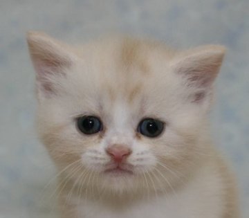 スコティッシュフォールド【千葉県・男の子・2014年10月5日・カメオタビー&ホワイト（ショートヘア）】の写真「ハイブリッド交配のスコちゃんです！」