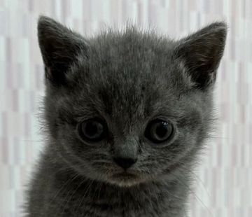 ブリティッシュショートヘア【千葉県・男の子・2021年12月14日・ブルー（ショートヘア）】の写真「パパはACCグランドチャンピオン‼︎」