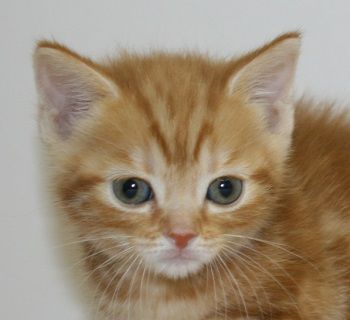 マンチカン【千葉県・女の子・2017年2月17日・レッドタビー（ショートヘア）】の写真「人気のレッドタビー！」