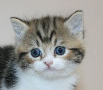 マンチカン(長足)【千葉県・男の子・2020年4月5日・ブラウンタビー&ホワイト（ショートヘア）】の写真「予約制で個別に見学できます。」