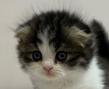 スコティッシュフォールド【千葉県・男の子・2020年12月5日・シルバーマッカレルタビー&ホワイト（ロングヘア）】の写真「ハイブリッド交配のスコちゃんです！」