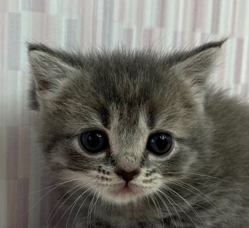 スコティッシュフォールド【千葉県・男の子・2022年3月17日・ブルーマッカレルタビー（ショートヘア）】の写真「ハイブリッド交配のスコちゃんです！」