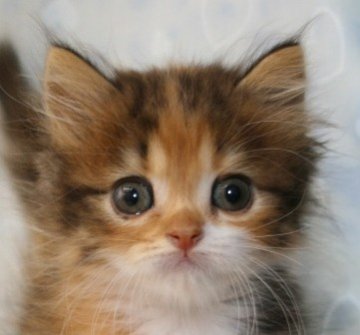 スコティッシュフォールド【千葉県・女の子・2013年7月25日・キャリコ（ロングヘア）】の写真「立ち耳の美少女ちゃん！」