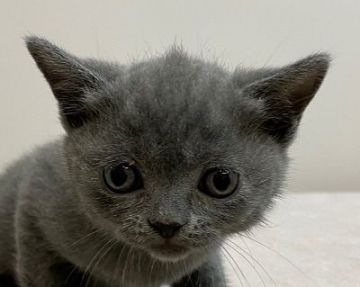 ブリティッシュショートヘア【千葉県・男の子・2020年7月7日・ブルー】の写真「七夕生まれのイケニャン君！」