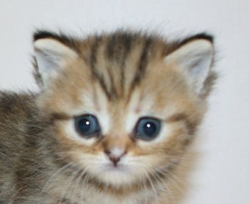 ミヌエット【千葉県・女の子・2019年4月10日・ブラウンパッチドタビー（ショートヘア）】の写真「足長の美人さん!」