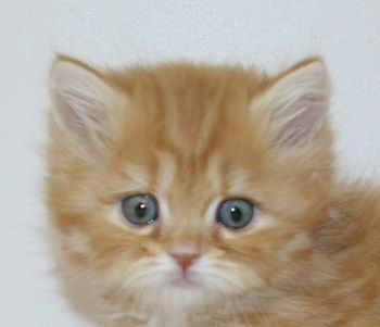 スコティッシュフォールド【千葉県・女の子・2019年11月16日・レッドタビー（ロングヘア）】の写真「ハイブリッド交配のスコちゃんです!!」