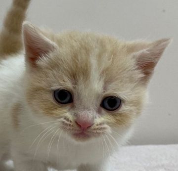 スコティッシュフォールド【千葉県・男の子・2020年10月14日・レッドタビー&ホワイト（ショートヘア）】の写真「ハイブリッド交配のスコちゃんです！」