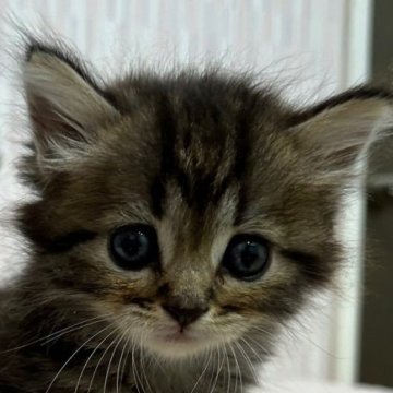 マンチカン【千葉県・男の子・2024年6月25日・ブラウンタビー（ロングヘア）】の写真「短足のイケニャン君！」