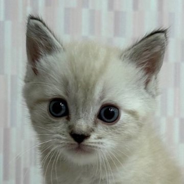 ミヌエット【千葉県・男の子・2023年5月12日・シールリンクスポイント（ショートヘア）】の写真「足長のハンサムボーイ君！」