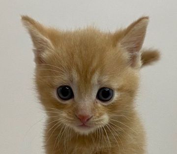 マンチカン(長足)【千葉県・男の子・2021年3月17日・レッドタビー（ショートヘア）】の写真「足長のイケニャン君！」