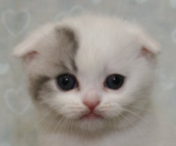 スコティッシュフォールド【千葉県・男の子・2013年2月13日・ブルー&ホワイト（ショートヘア）】の写真「」