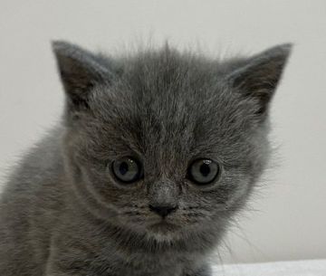 ブリティッシュショートヘア【千葉県・女の子・2020年12月24日・ブルー】の写真「クリスマスイブ生まれの女の子！」