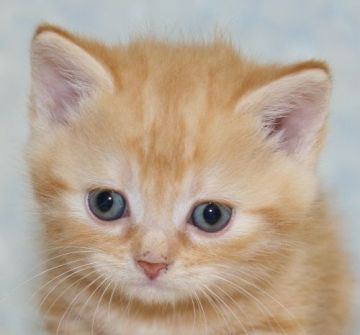マンチカン【千葉県・男の子・2015年3月8日・レッドタビー】の写真「丸顔で可愛いお顔の短足マンチカン君！」