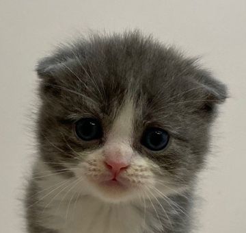 スコティッシュフォールド【千葉県・男の子・2020年10月14日・ブルー&ホワイト（ショートヘア）】の写真「ハイブリッド交配のスコちゃんです！」