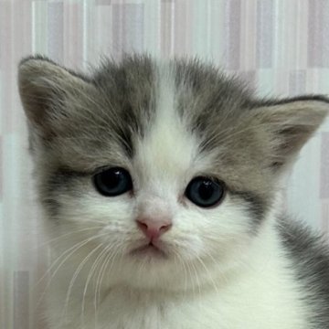 スコティッシュフォールド【千葉県・男の子・2023年3月15日・ブルータビー&ホワイト（ショートヘア）】の写真「立ち耳の美少年！」