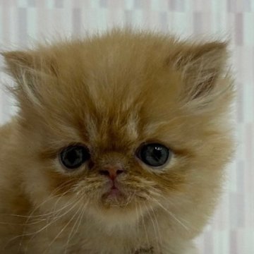 エキゾチックショートヘア【千葉県・男の子・2024年3月13日・レッドタビー】の写真「ふんわり癒し系の男子君です！」