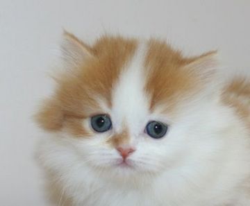 マンチカン(短足)【千葉県・女の子・2020年3月5日・レッドタビー&ホワイト（ロングヘア）】の写真「超！短足ちゃんです！」