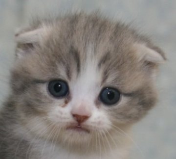 スコティッシュフォールド【千葉県・男の子・2013年10月6日・ブルータビー&ホワイト（ロングヘア）】の写真「只今、予約受付中です！」