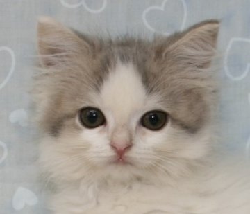 スコティッシュフォールド【千葉県・男の子・2013年7月9日・ブルータビー&ホワイト（ロングヘア）】の写真「立ち耳の美少年！」