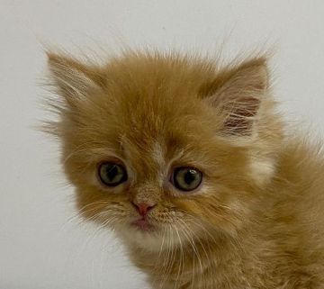 エキゾチックショートヘア【千葉県・男の子・2021年4月20日・レッドタビー】の写真「チャトラ柄ファンの方にオススメの猫ちゃん！」