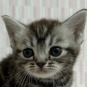 アメリカンショートヘア【千葉県・女の子・2023年9月9日・シルバータビー】の写真「丸顔の美人さん！」