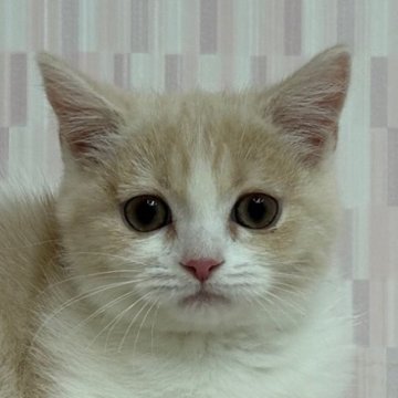 スコティッシュフォールド(立ち耳)【千葉県・女の子・2023年8月3日・クリームタビー&ホワイト（ショートヘア）】の写真「丸顔の乙女ちゃん！」