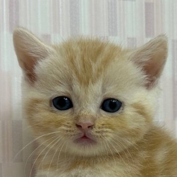 スコティッシュフォールド【千葉県・男の子・2023年3月13日・レッドタビー（ショートヘア）】の写真「チャトラ柄ファンの方にオススメ！」